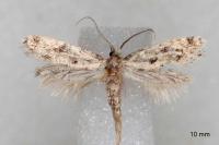 Nemapogon agenjoi