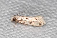 Nemapogon agenjoi