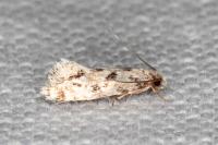 Nemapogon agenjoi