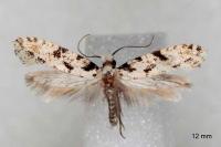 Nemapogon nevadellus