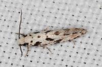 Nemapogon nevadellus