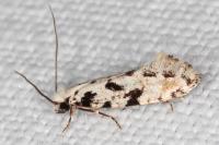 Nemapogon nevadellus