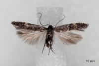 Aproaerema anthyllidella