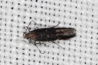 Aproaerema anthyllidella