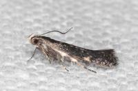 Aproaerema anthyllidella