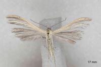 Pterophorus ischnodactylus