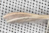 Pterophorus ischnodactylus