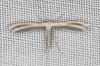 Pterophorus ischnodactylus