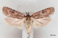 Exaeretia lutosella