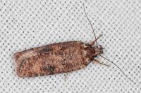 Exaeretia lutosella