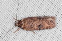 Exaeretia lutosella