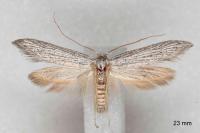 Pterolonche inspersa