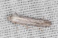 Pterolonche inspersa