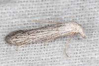 Pterolonche inspersa