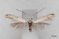 Coleophora zelleriella