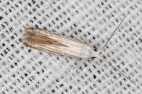 Coleophora zelleriella