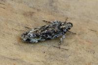 Psoricoptera gibbosella