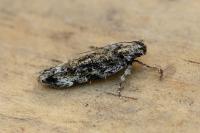 Psoricoptera gibbosella