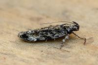 Psoricoptera gibbosella