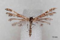 Capperia celeusi