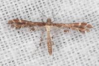 Capperia celeusi