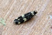 Oegoconia novimundi