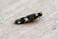 Oegoconia novimundi