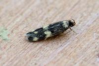 Oegoconia novimundi