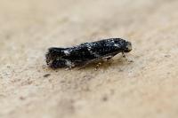 Elachista consortella