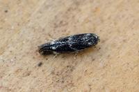 Elachista consortella