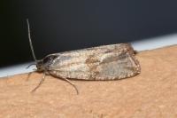 Celypha striana
