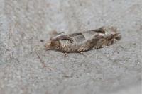 Crocidosema plebejana