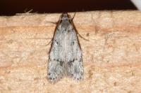 Symmoca signatella
