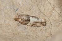 Gypsonoma aceriana