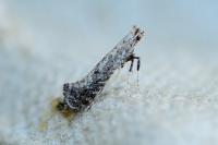 Parornix devoniella