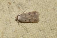 Borkhausenia