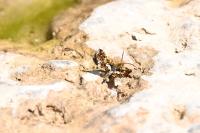 Thyris fenestrella