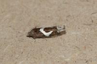 Epiblema foenella
