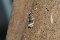 Celypha lacunana
