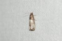Notocelia roborana