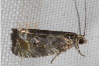 Celypha lacunana