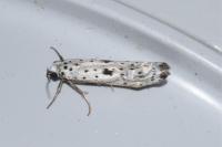 Yponomeuta plumbella