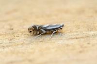 Phyllonorycter rajella