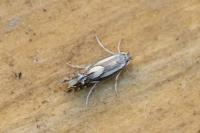 Phyllonorycter rajella