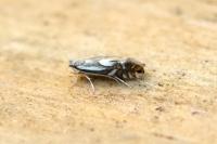 Phyllonorycter rajella