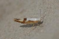 Argyresthia pruniella