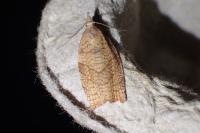 Pandemis corylana