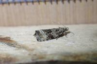 Celypha lacunana