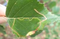 Lyonetia clerkella