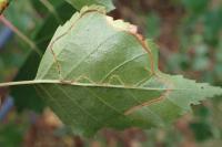 Lyonetia clerkella